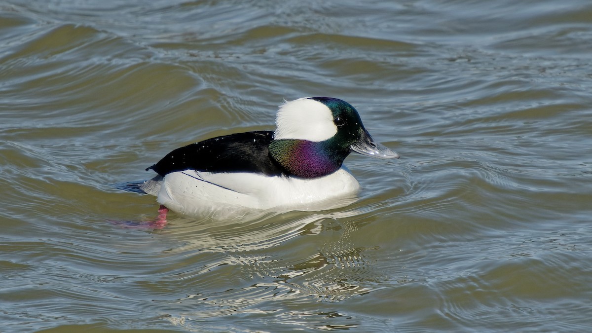 Bufflehead - ML633272144