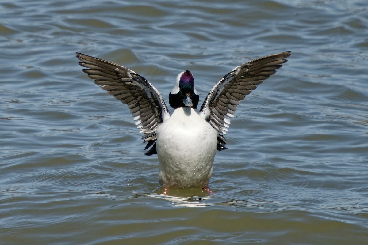 Bufflehead - ML633272145
