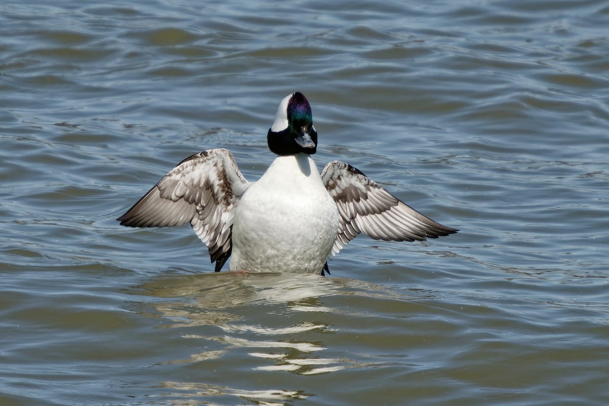 Bufflehead - ML633272146