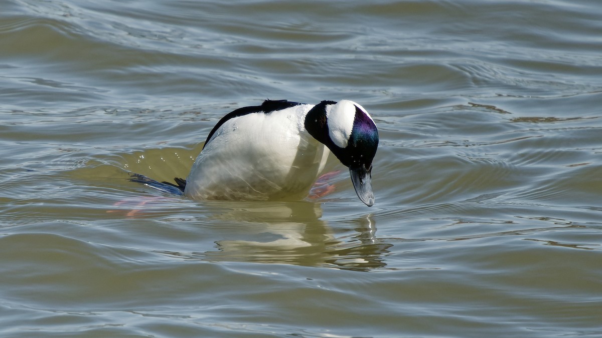 Bufflehead - ML633272148