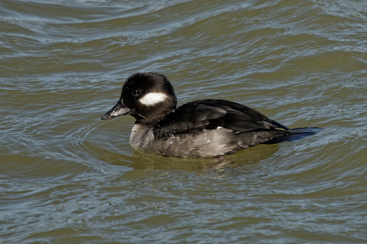 Bufflehead - ML633272150