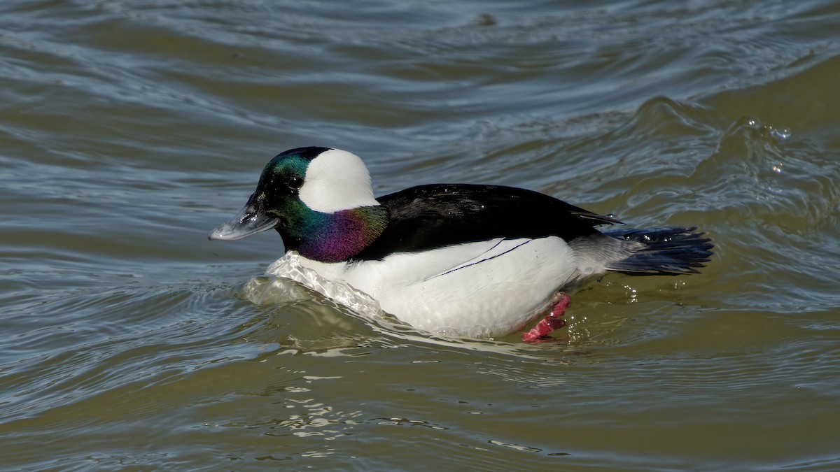 Bufflehead - ML633272151