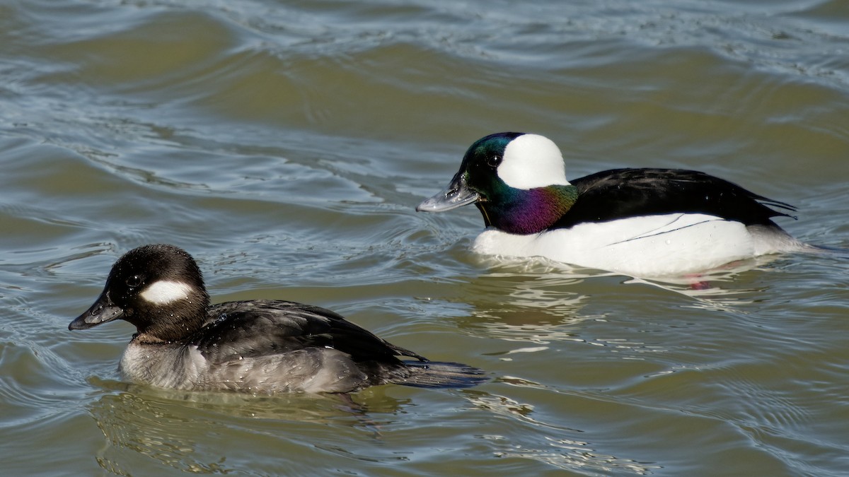Bufflehead - ML633272152