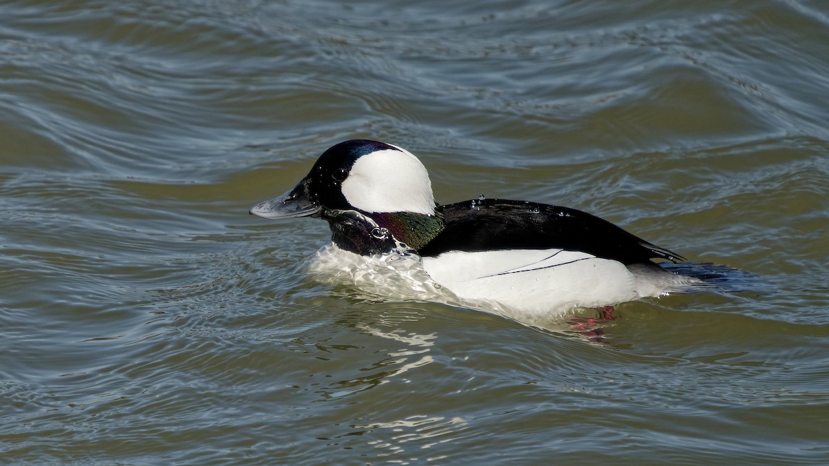 Bufflehead - ML633272153
