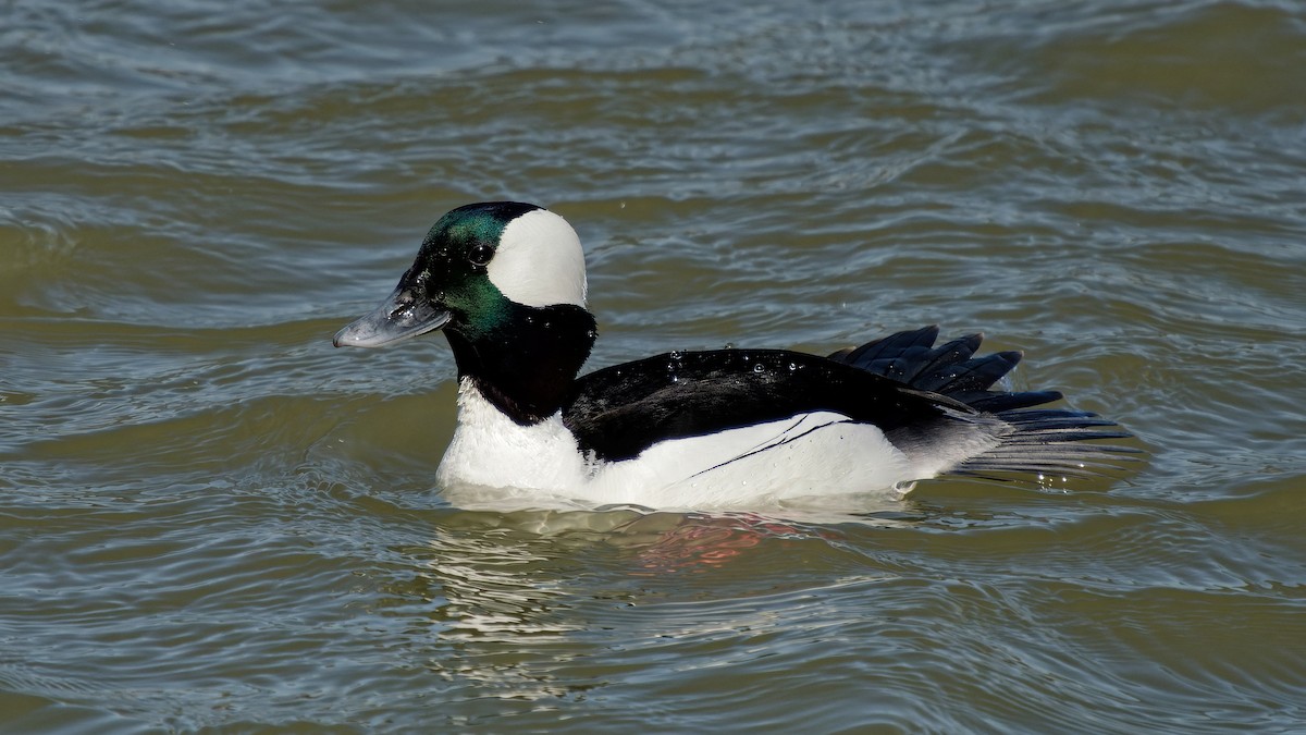Bufflehead - ML633272154