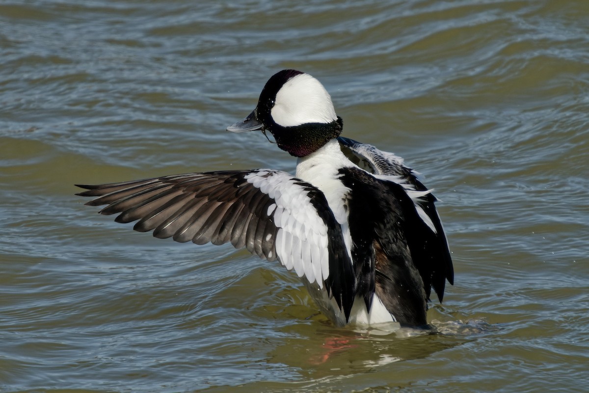 Bufflehead - ML633272155