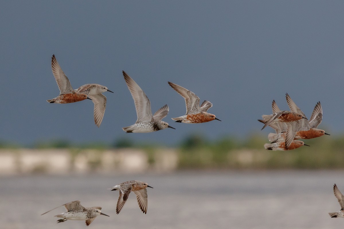Red Knot - ML633272173
