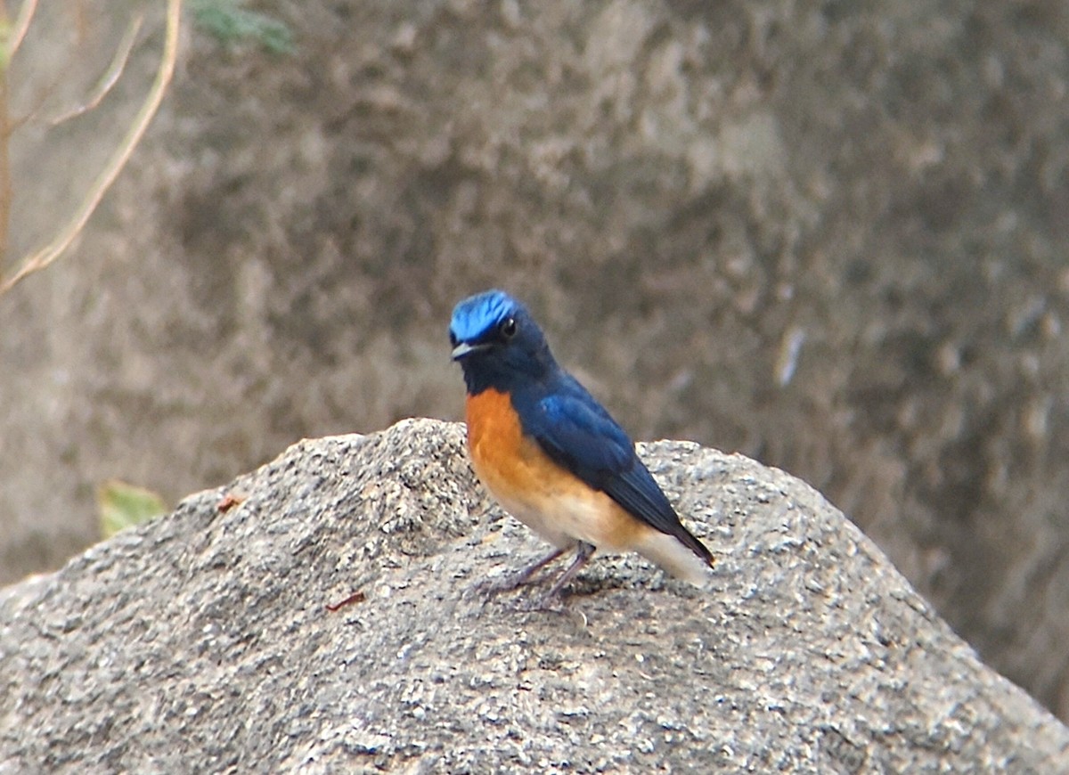 Blue-throated Flycatcher - ML633272198