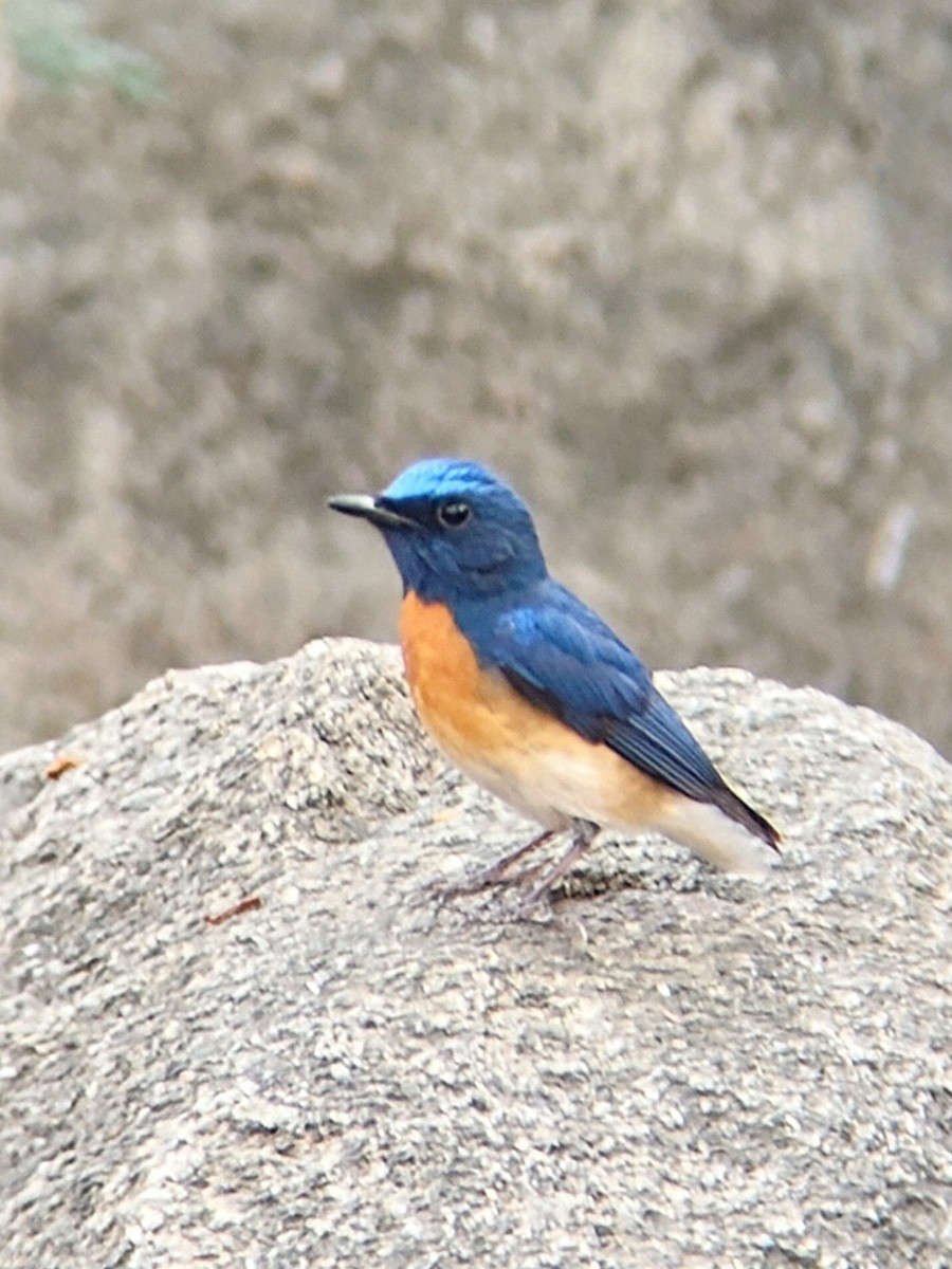 Blue-throated Flycatcher - ML633272200