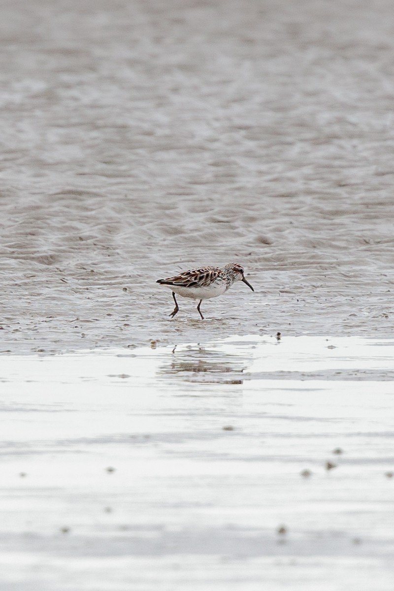 Broad-billed Sandpiper - ML633272227