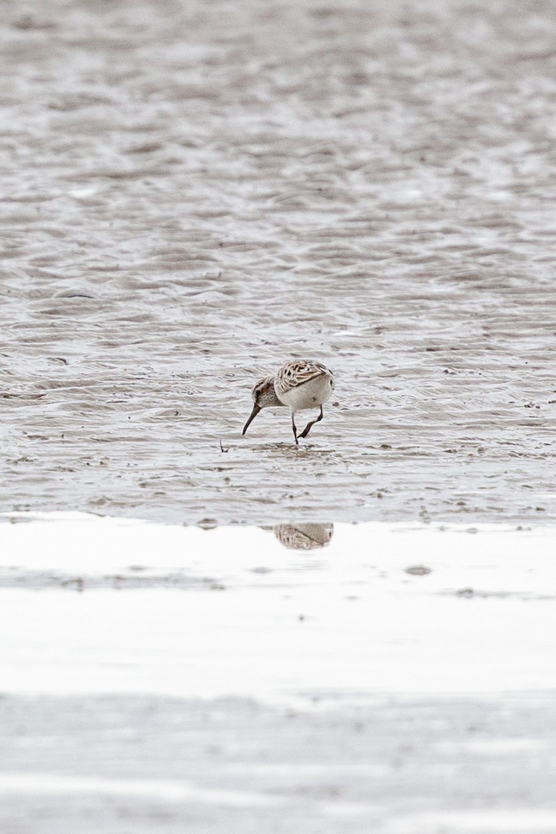 Broad-billed Sandpiper - ML633272228