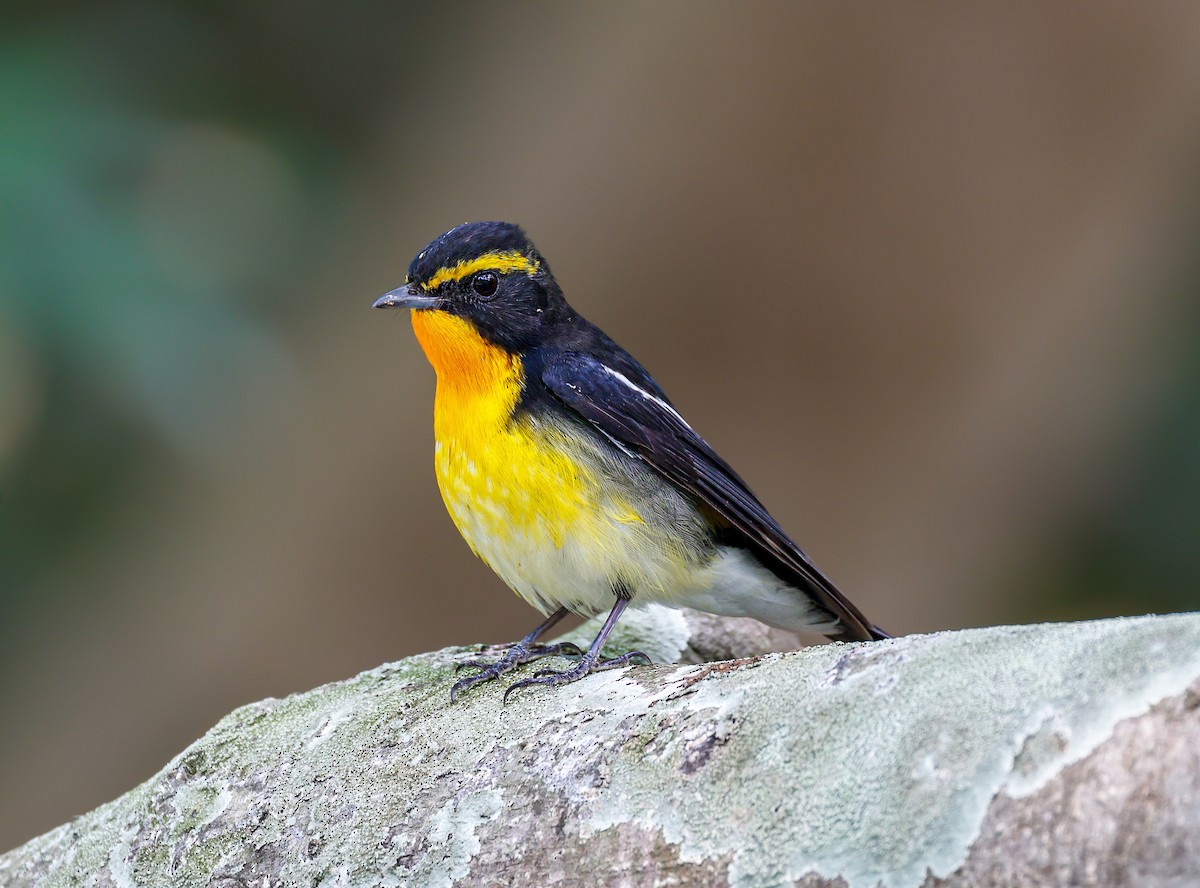 Narcissus Flycatcher - ML633272277