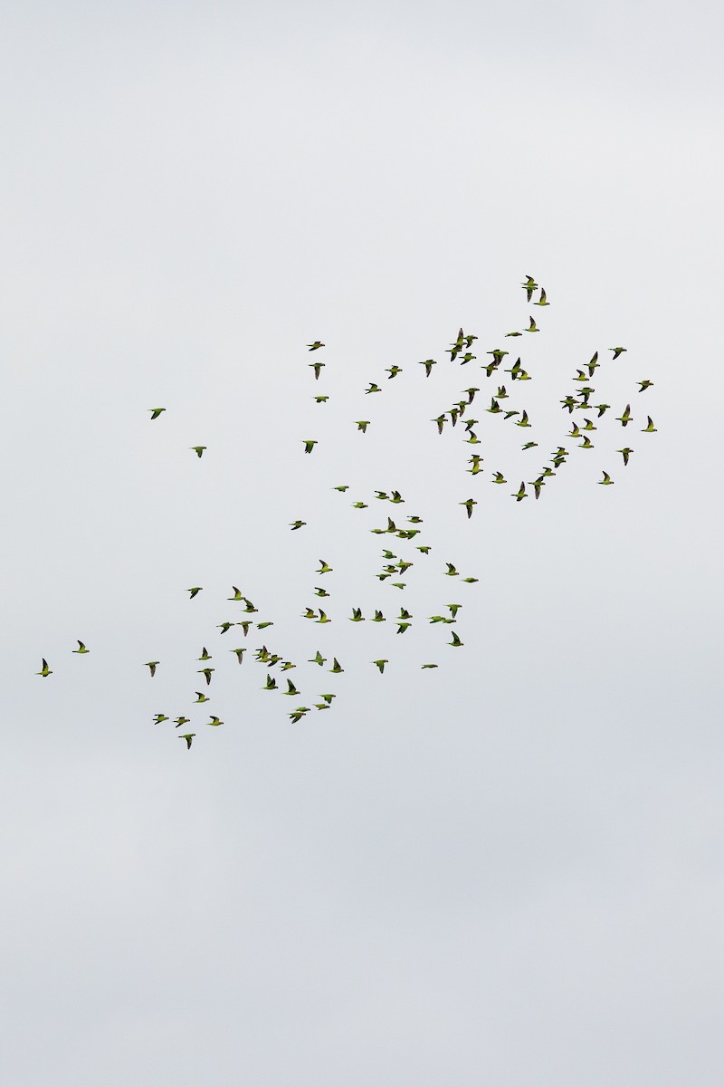 Varied Lorikeet - ML633272320