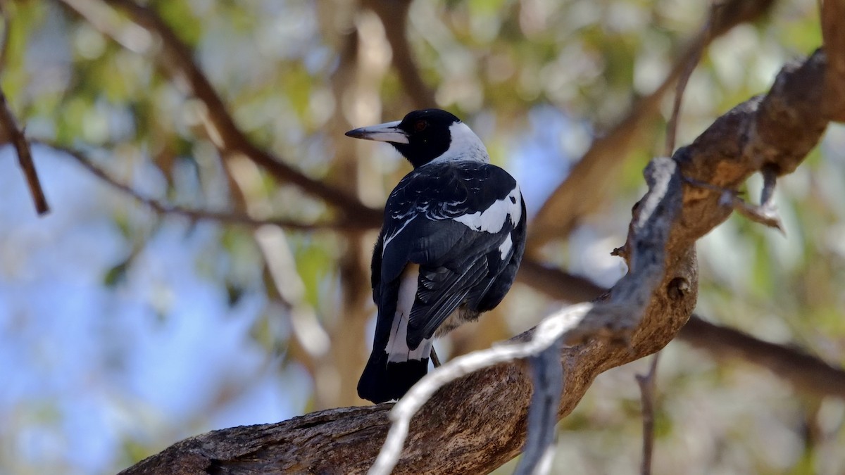 Australian Magpie - Elaine Rose