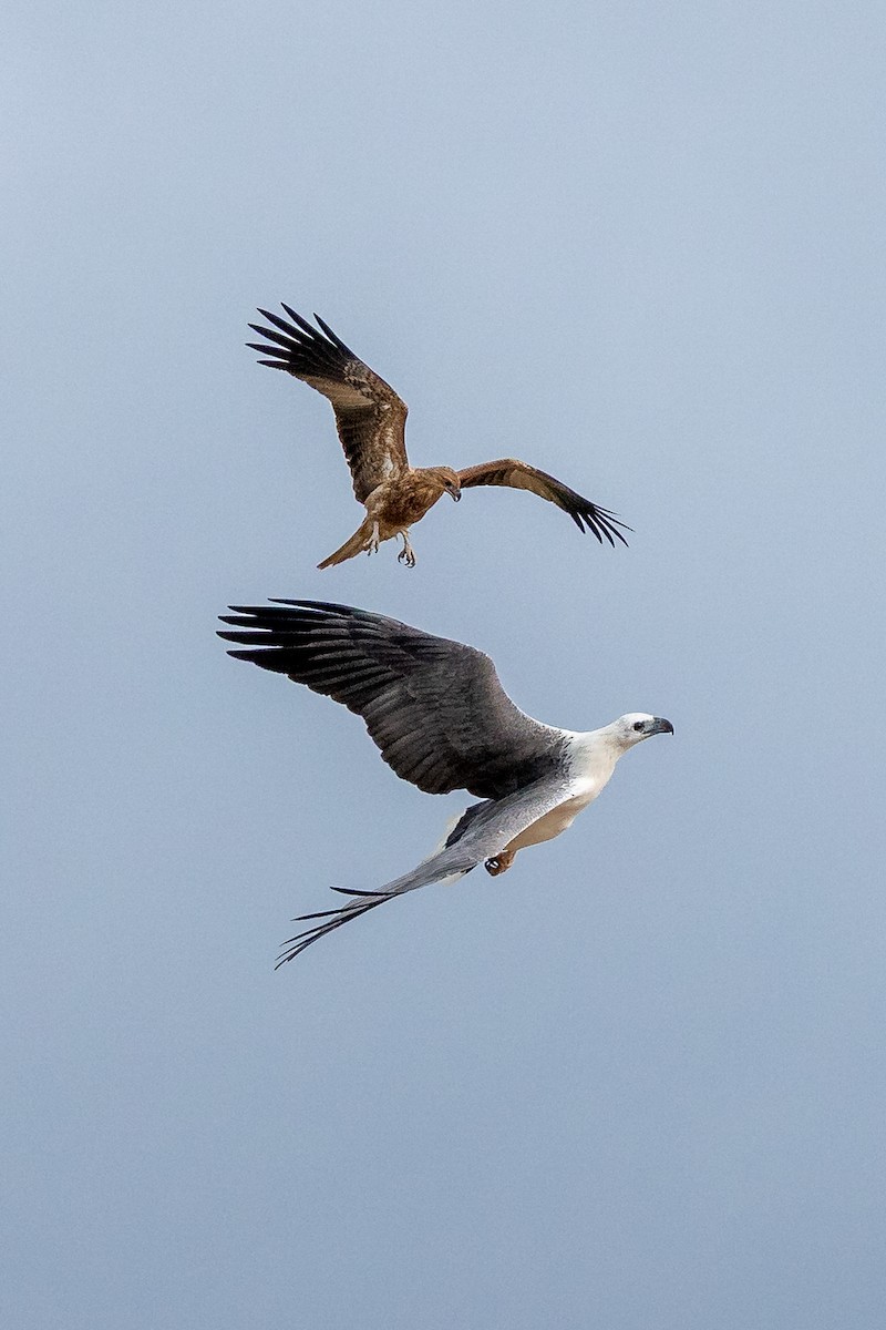 White-bellied Sea-Eagle - ML633272348