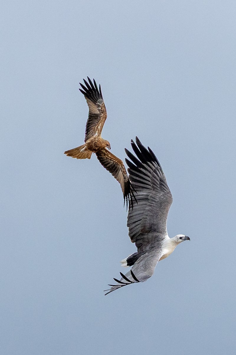 White-bellied Sea-Eagle - ML633272349
