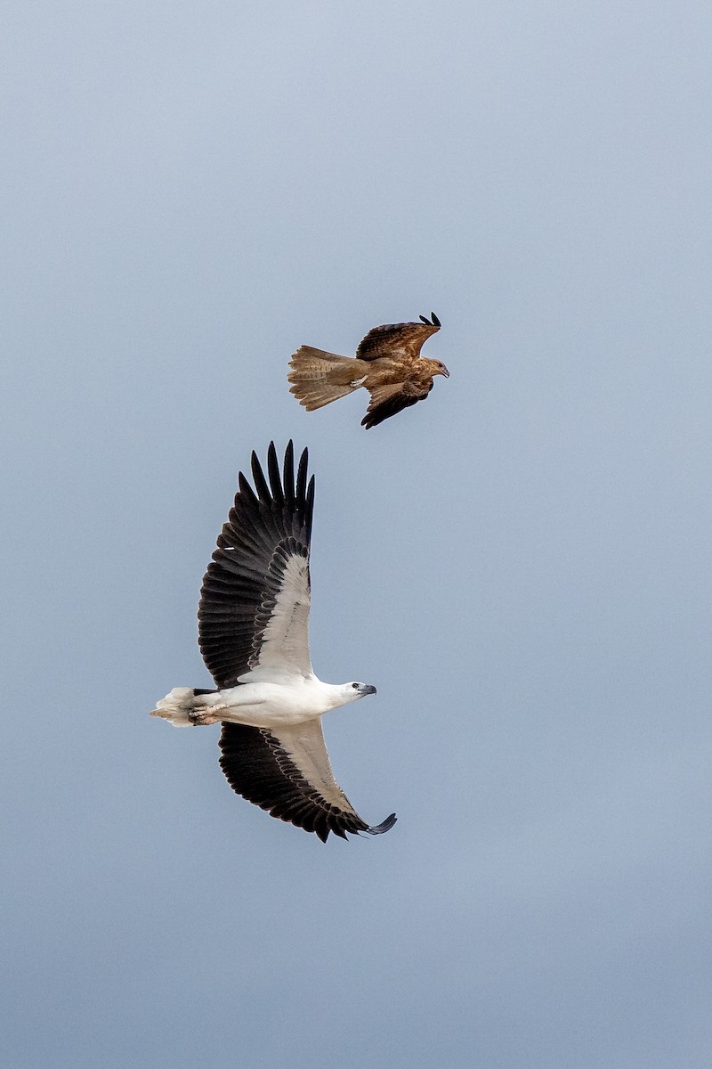 White-bellied Sea-Eagle - ML633272350