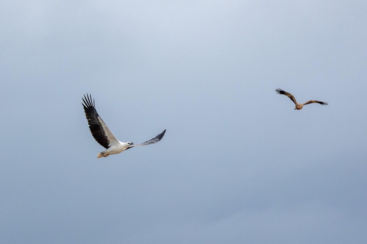 White-bellied Sea-Eagle - ML633272351