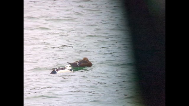 Steller's Eider - ML633272413