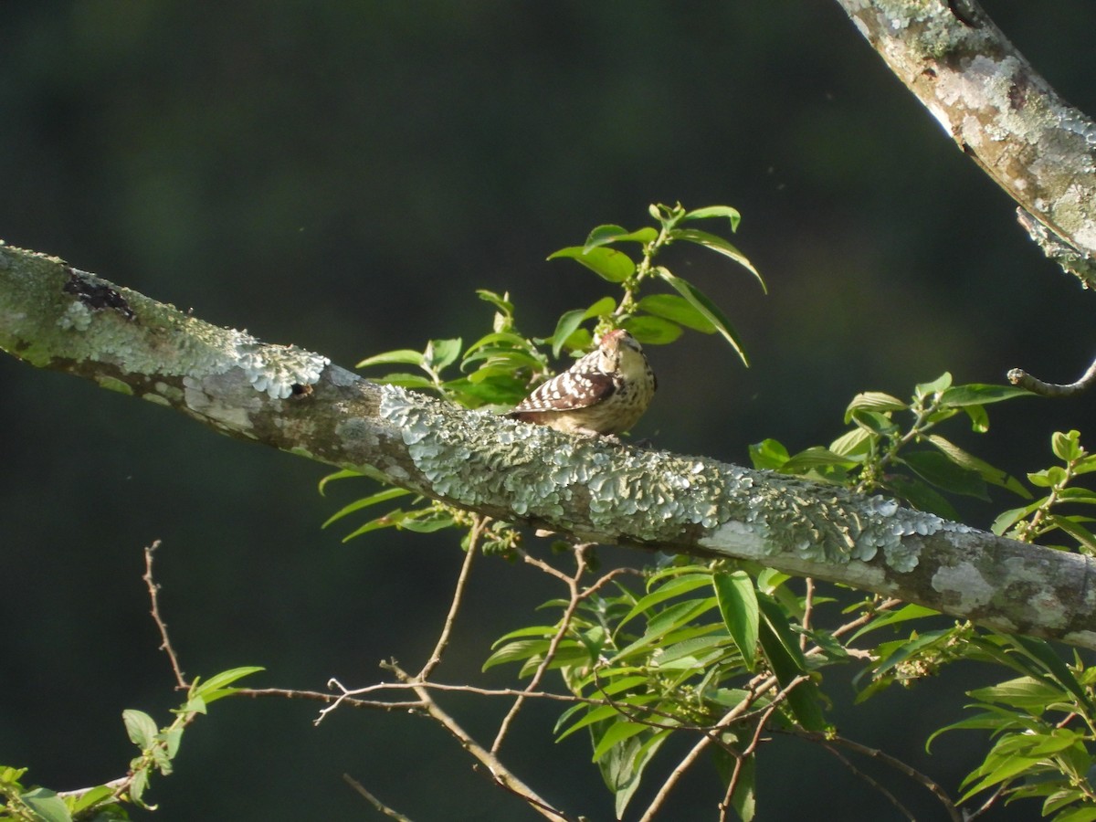 Freckle-breasted Woodpecker - ML633272444