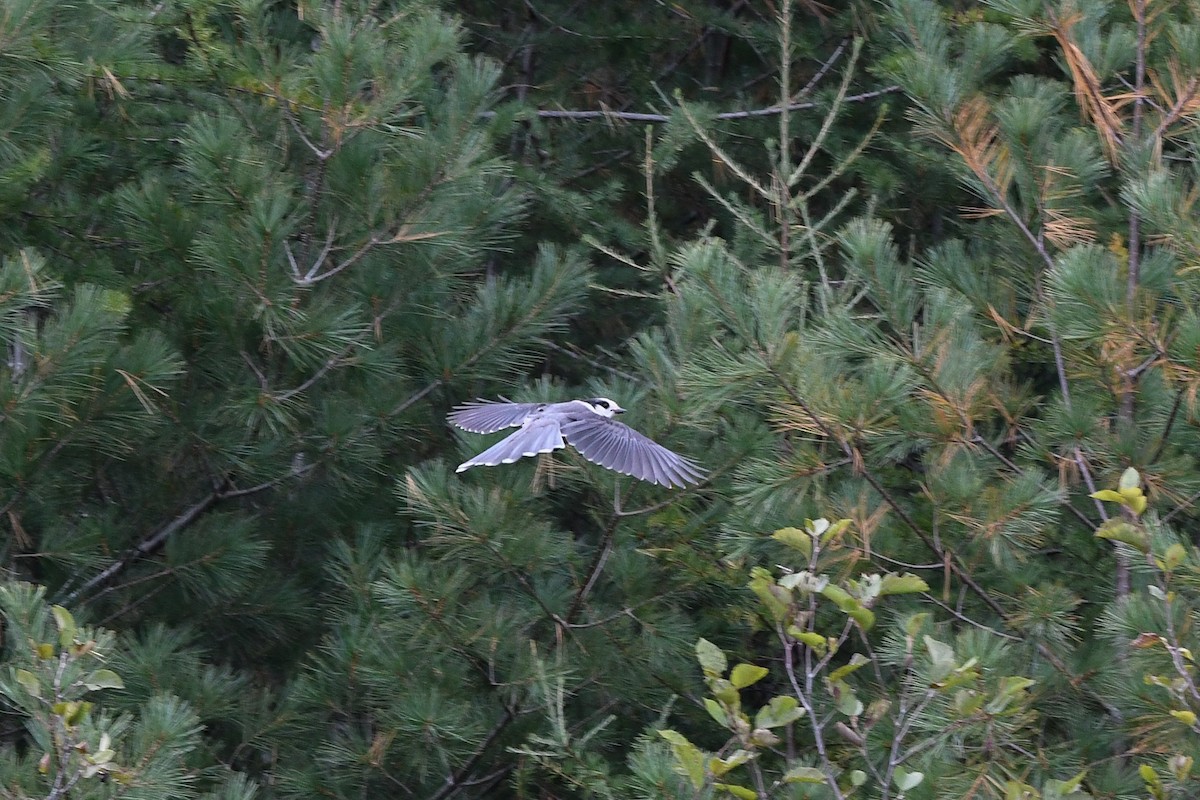 gråskrike (canadensis gr.) - ML633272450