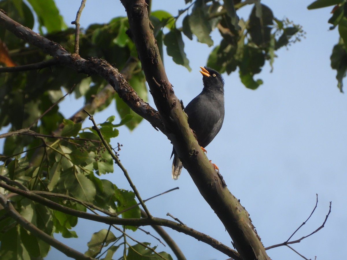 Javan Myna - ML633272456