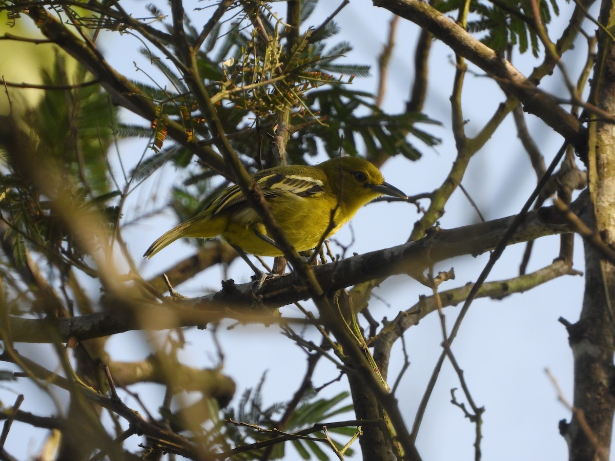 Common Iora - ML633272492