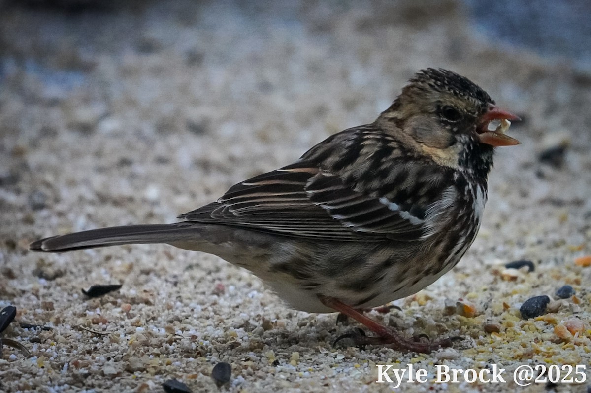 Harris's Sparrow - ML633272521
