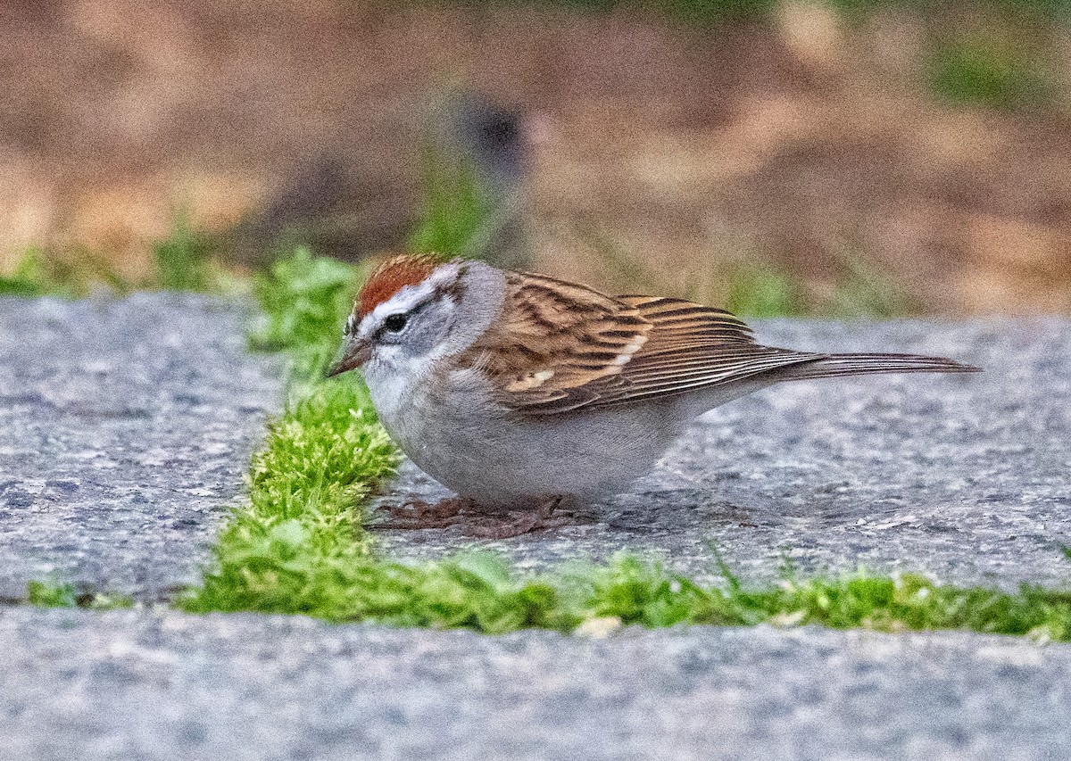Chipping Sparrow - ML633272609