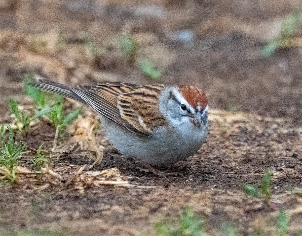 Chipping Sparrow - ML633272611