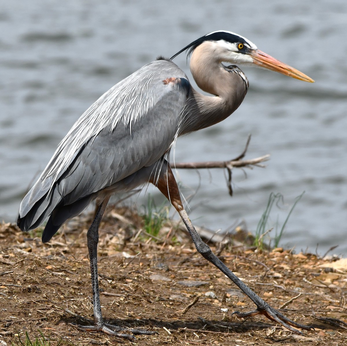 Great Blue Heron - ML633272800