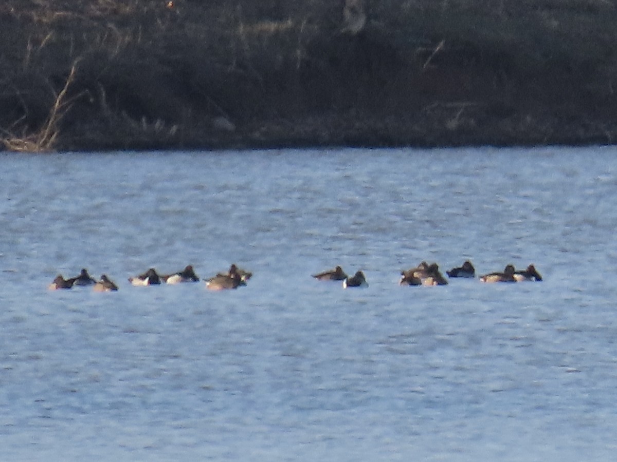 環頸潛鴨 - ML633272893