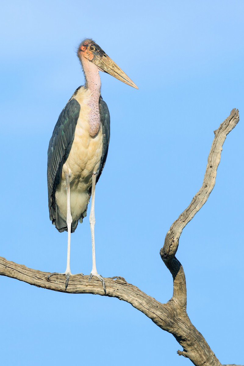 Marabou Stork - Kit Day