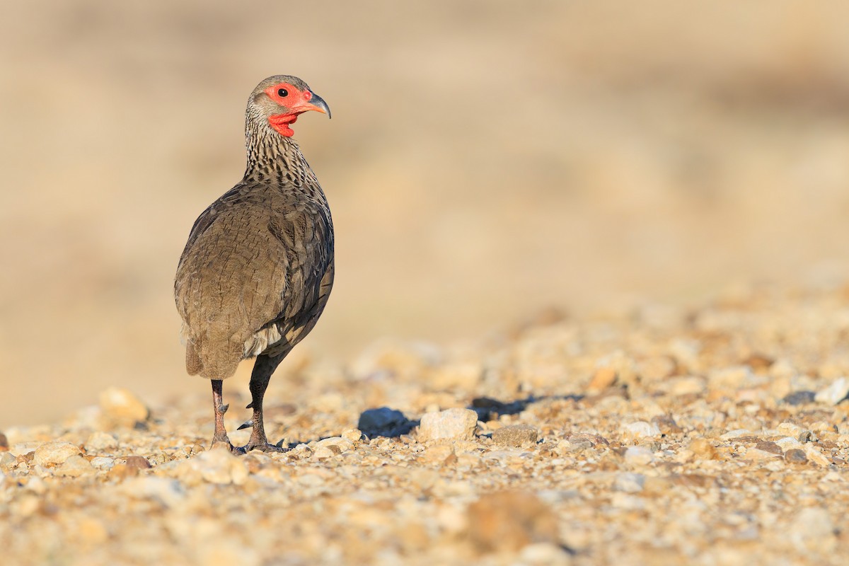 Swainson's Spurfowl - ML633272940