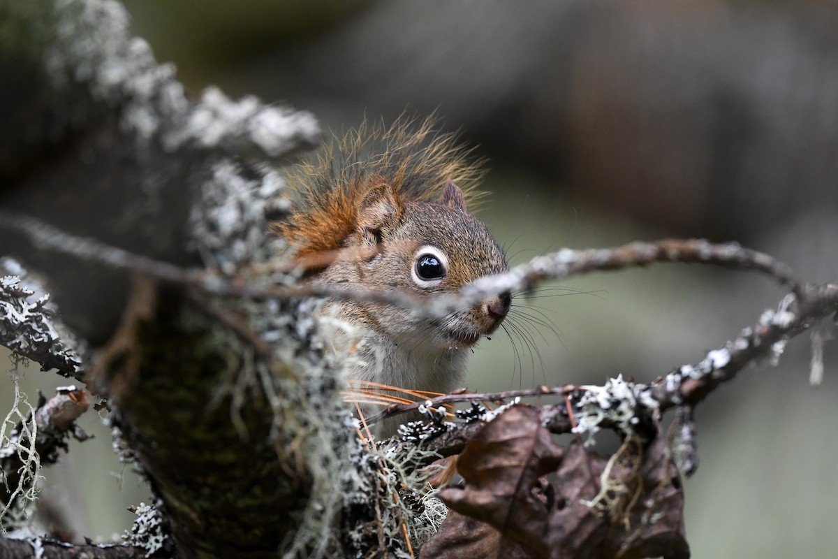 American Red Squirrel - ML633273034