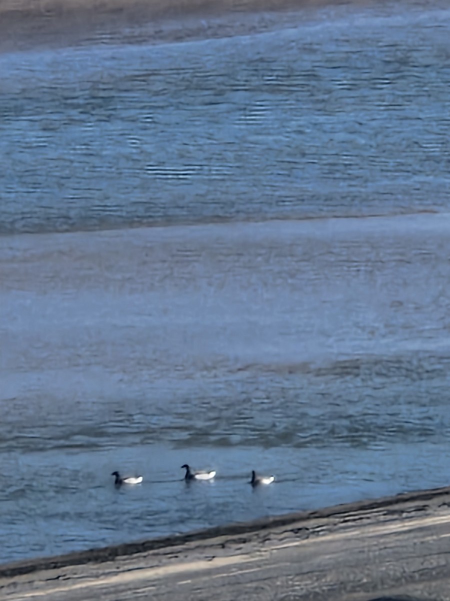 Brant - ML633273100