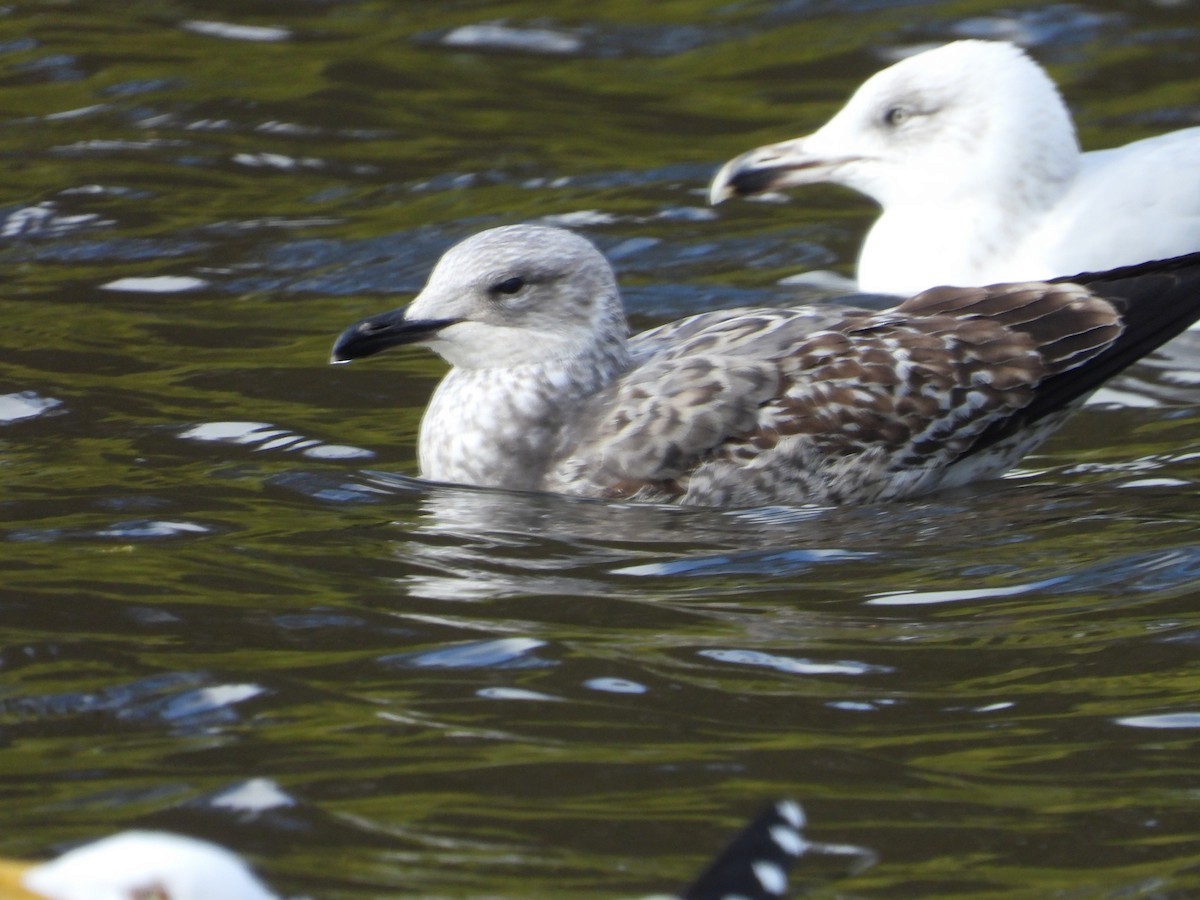 Yellow-legged Gull - ML633273162
