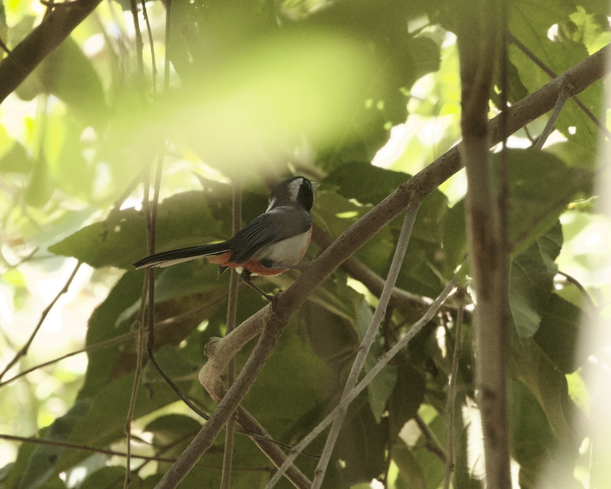 Red-breasted Chat (Red-breasted) - ML633273187