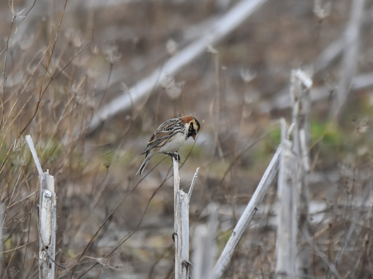 Zigolo della Lapponia - ML633273219