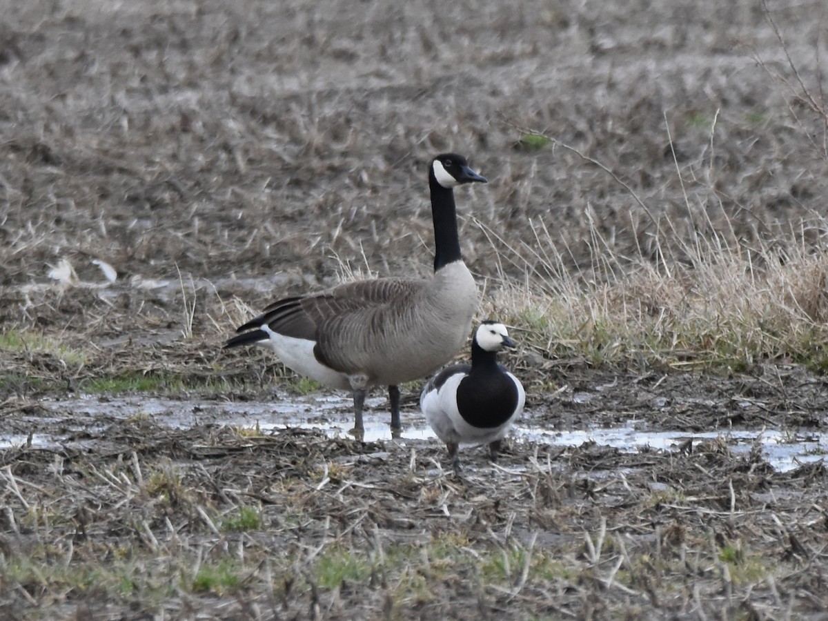 Oca facciabianca - ML633273266