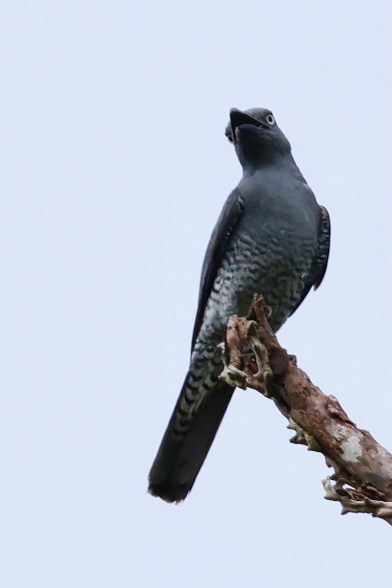 Bar-bellied Cuckooshrike - ML633273310