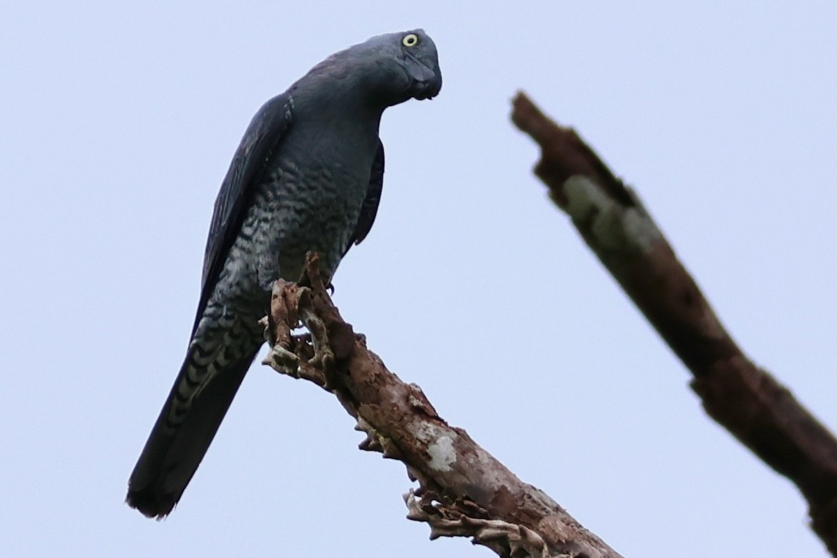 Bar-bellied Cuckooshrike - ML633273311