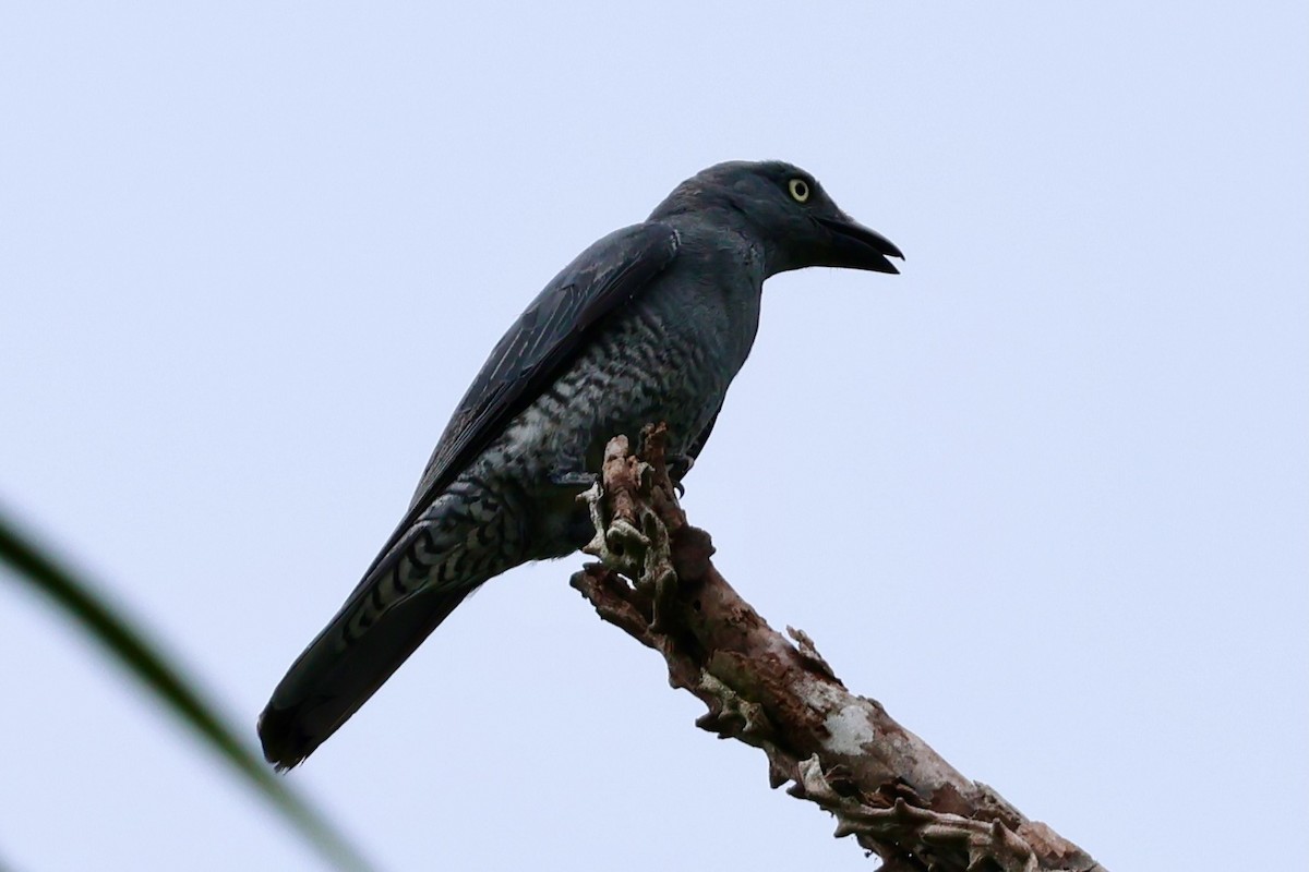 Bar-bellied Cuckooshrike - ML633273312