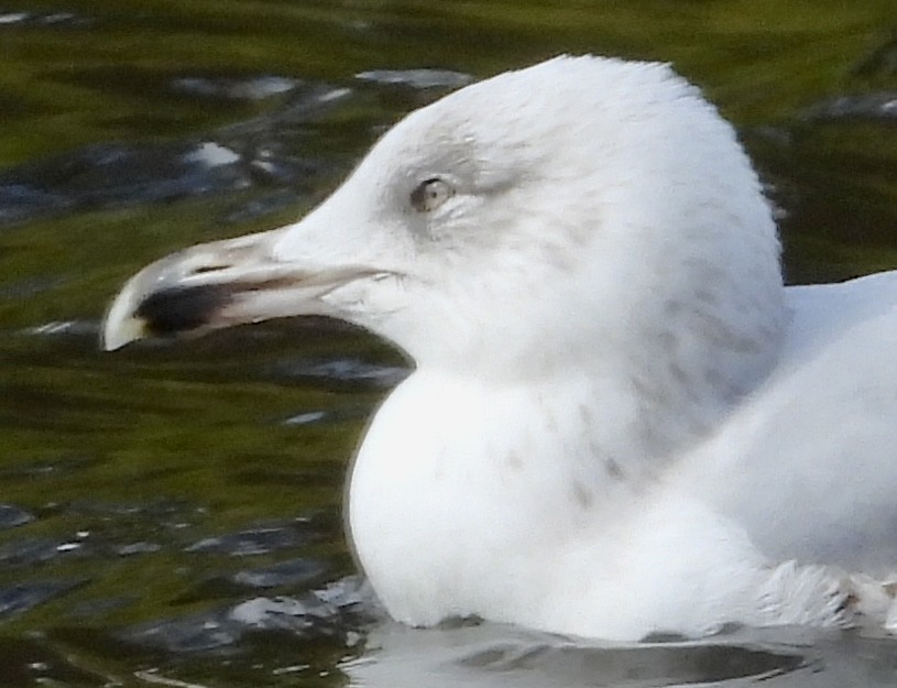Yellow-legged Gull - ML633273390