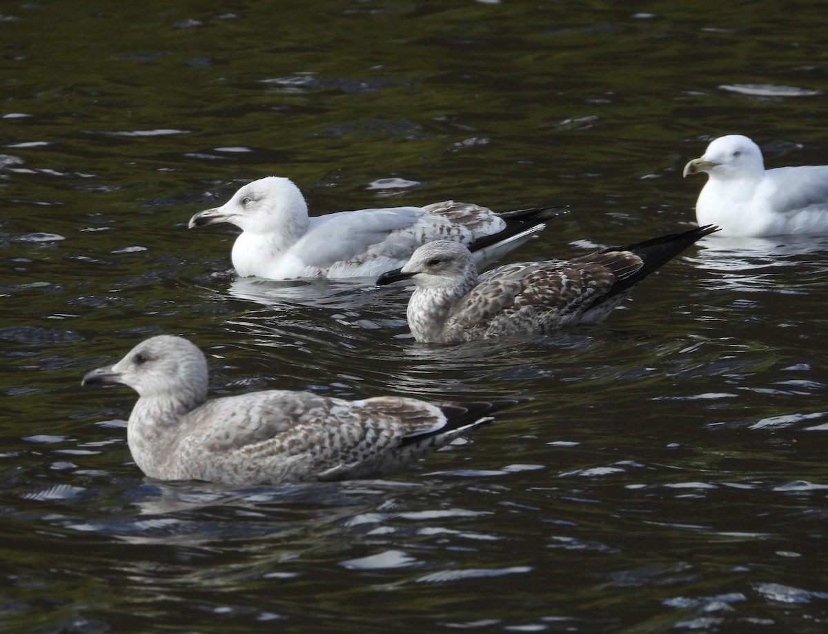Yellow-legged Gull - ML633273391