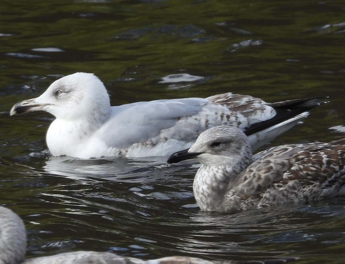 Yellow-legged Gull - ML633273392