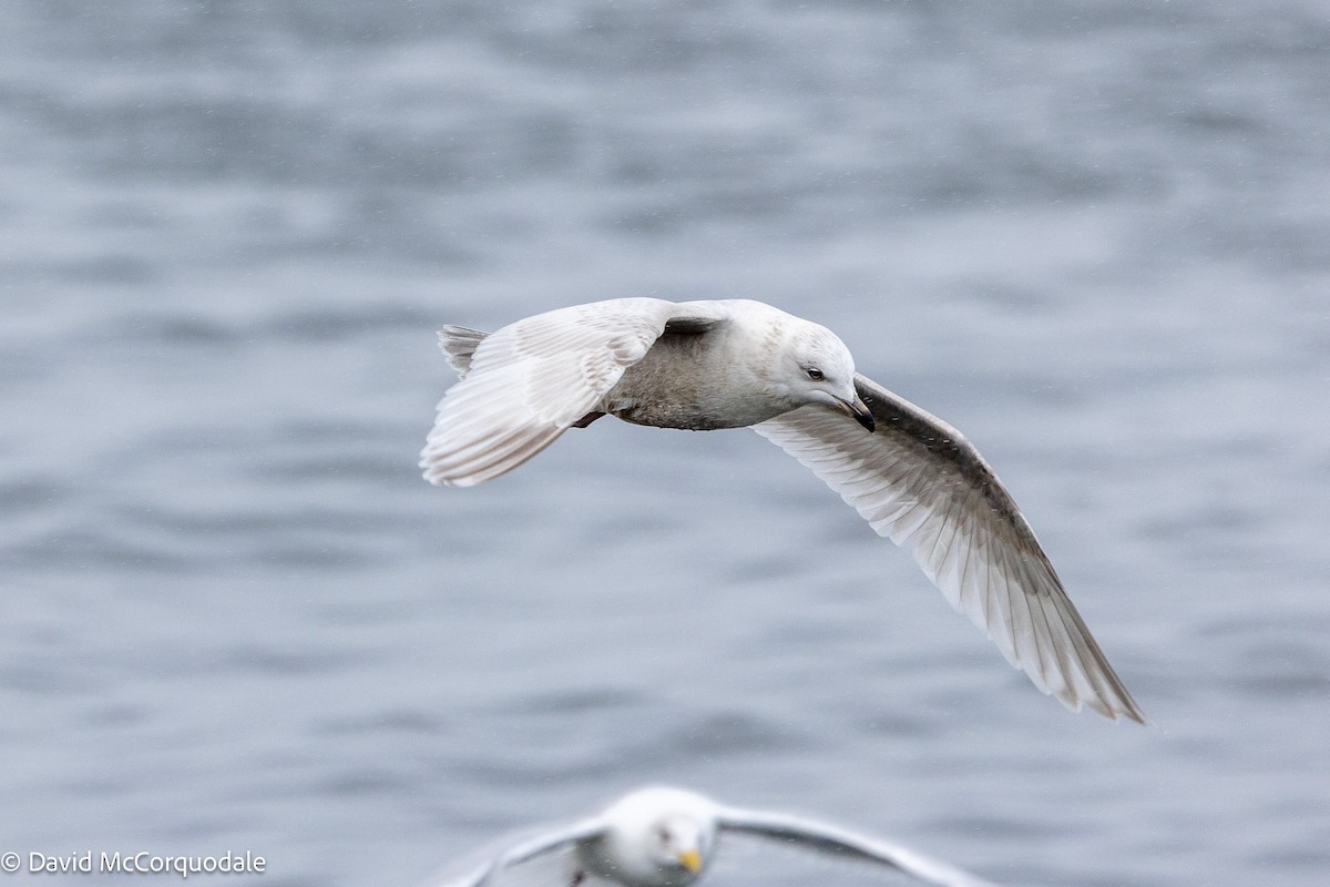 Iceland Gull (kumlieni) - ML633273594