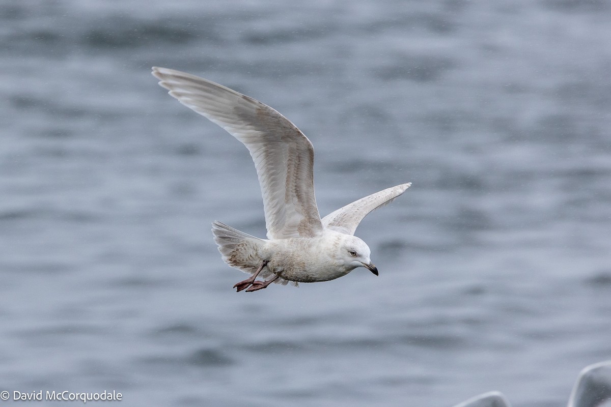 Iceland Gull (kumlieni) - ML633273595