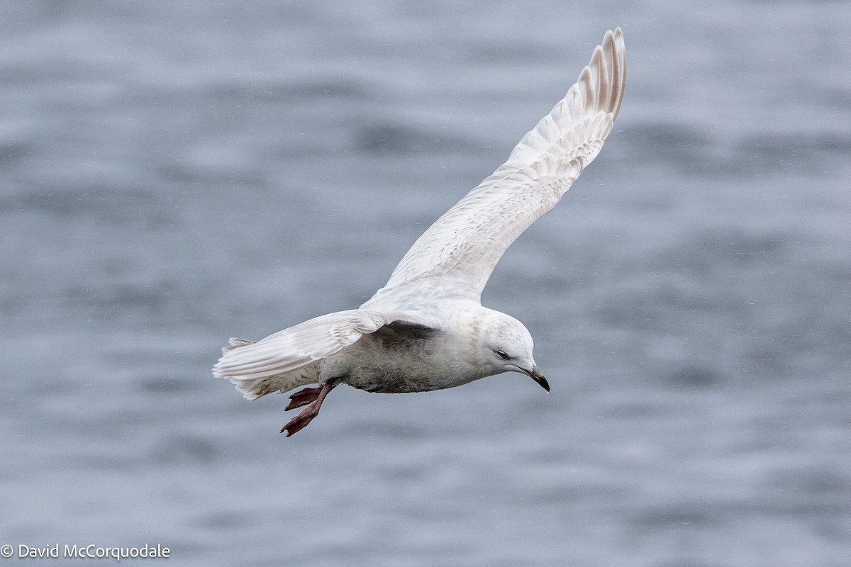 Iceland Gull (kumlieni) - ML633273596