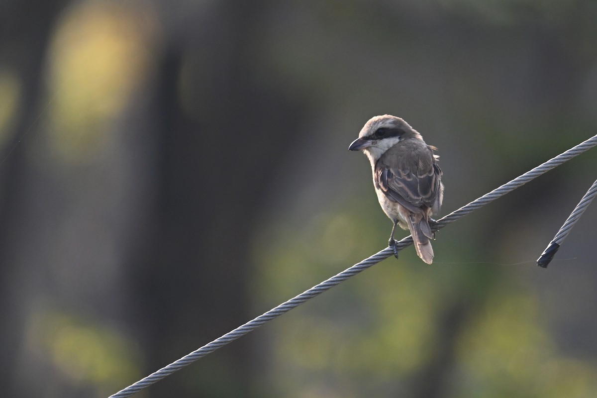Brown Shrike - ML633273733